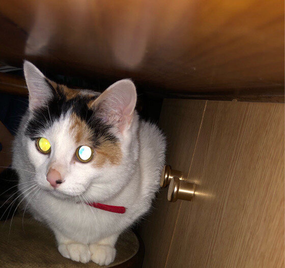 猫の目ビーム 暗闇で猫の目が光るのはなぜ ねこのきもちweb Magazine 猫の目ビーム 暗闇で猫の目が光るのはなぜ ねこのきもちweb Magazine