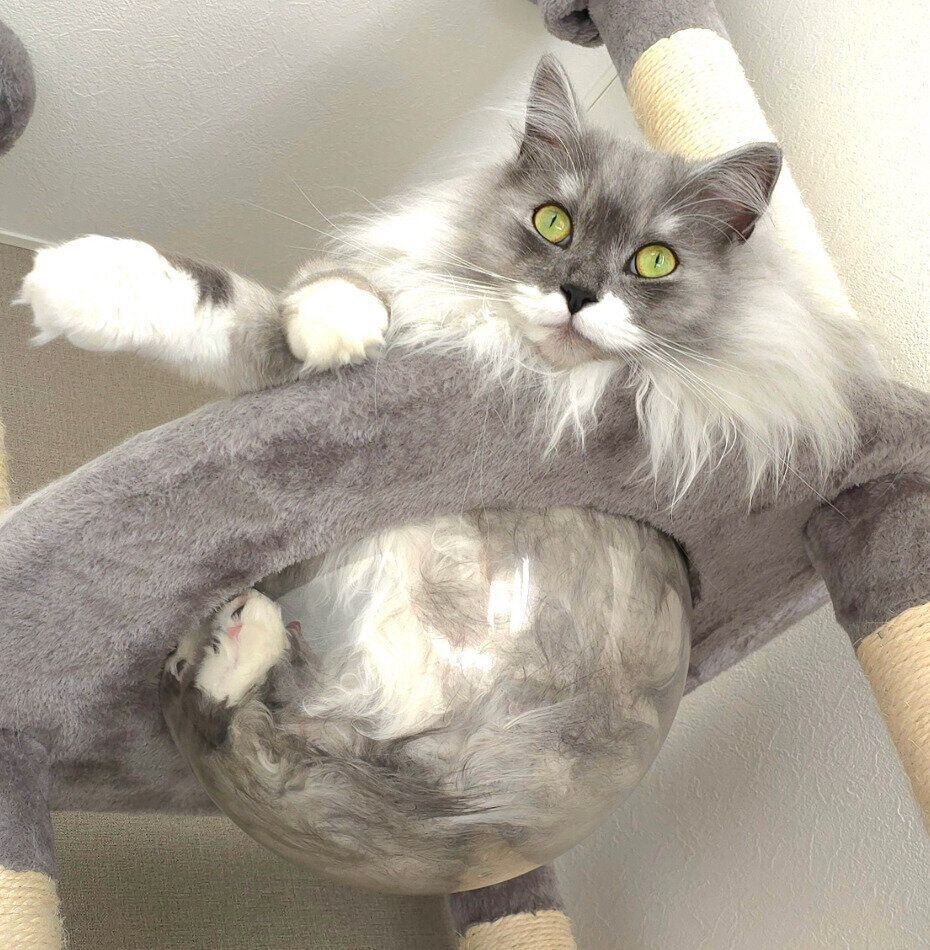 まったりするらんまるくん