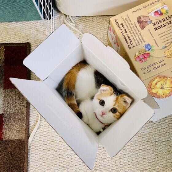 箱に入るスコティッシュフォールド