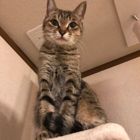 監視する猫