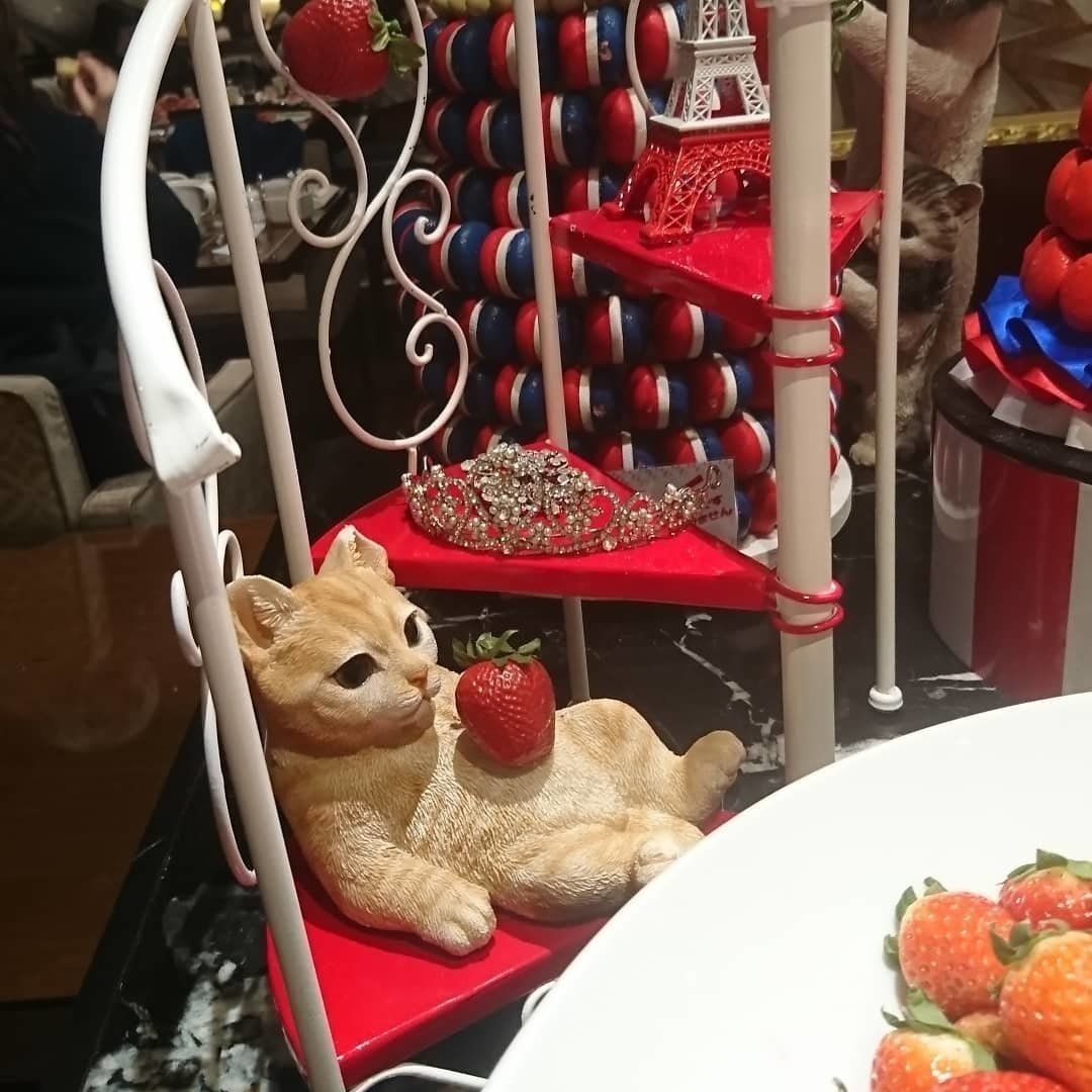 おなかに苺を乗せた猫