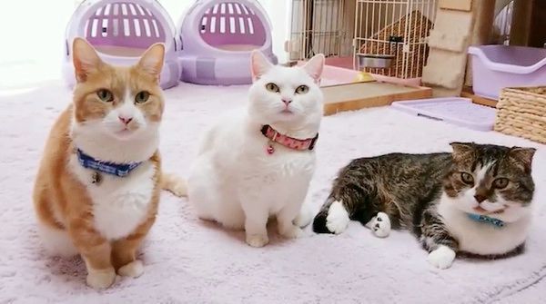 横一列に並ぶ猫たち