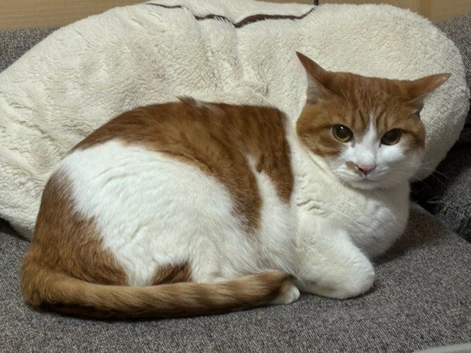 飼い主を見つめる猫
