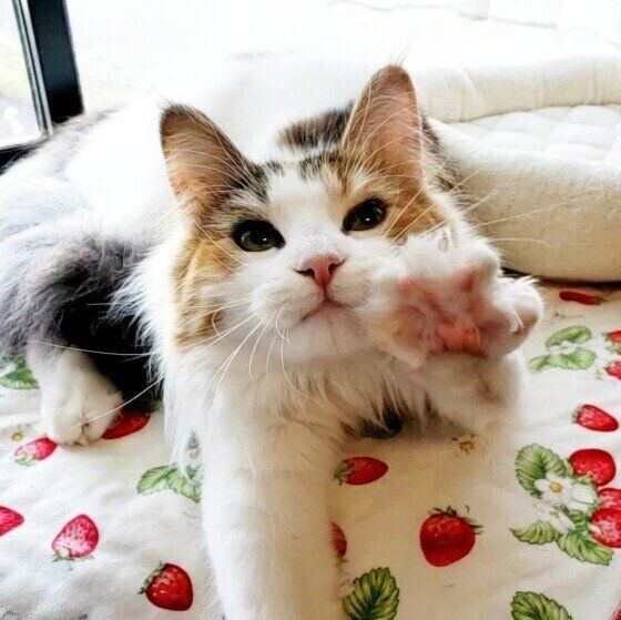 片手で伸びをするノルウェージャンフォレストキャット