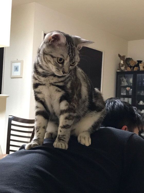 背中にのるアメリカンショートヘア