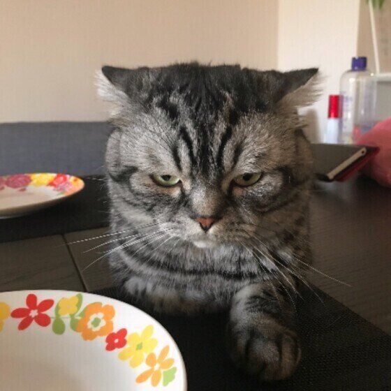 不満そうなスコティッシュフォールド