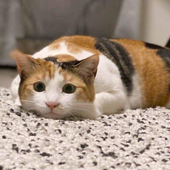 お尻をふりふりするつばきちゃん