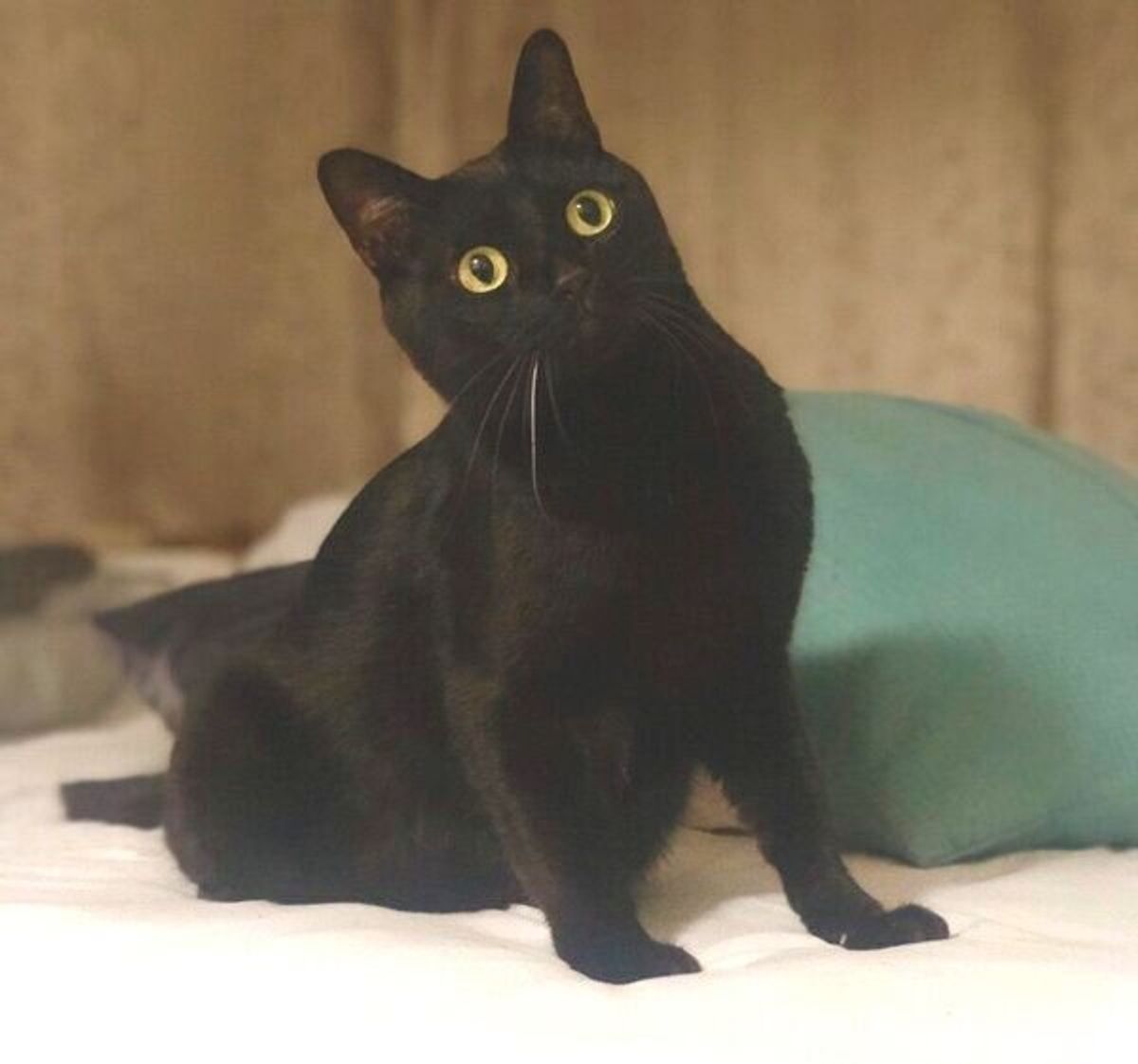 悟りを開いてる ご利益ありそう 飼い主が撮影した黒猫の衝撃の1枚が可愛すぎると話題に ねこのきもちweb Magazine 悟りを開いてる ご利益ありそう 飼い主が撮影した黒猫の衝撃の1枚が可愛すぎると話題に ねこのきもちweb Magazine