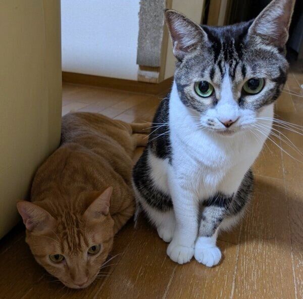ラムくんとてんちゃんのツーショット