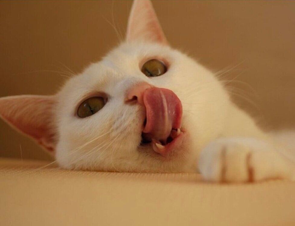 舌を出すリリーちゃん