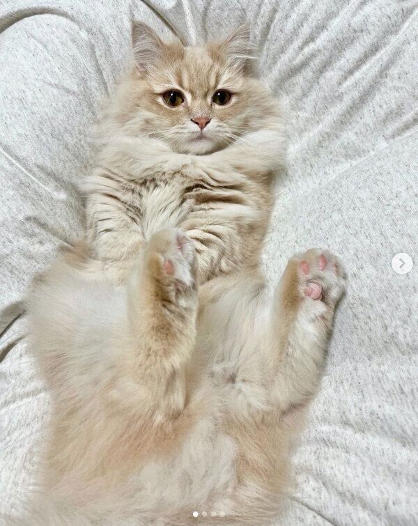 くつろぐモニくん