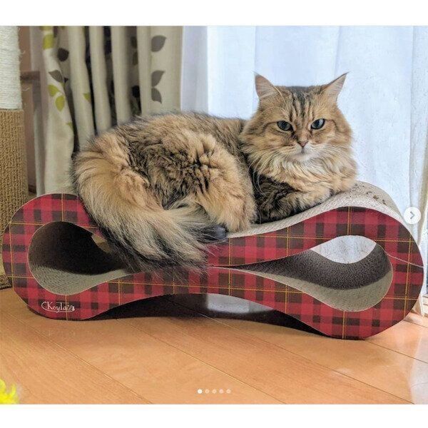 「KeyTail（キーテイル）の爪とぎ」