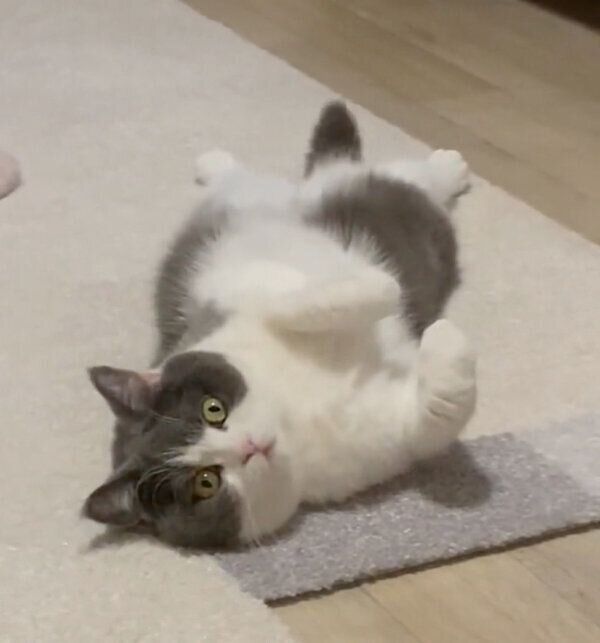 寝転がるおもちちゃん