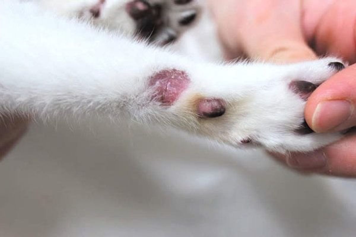 飼い始めの猫に多い 体の一部が脱毛がする 皮膚糸状菌症 とは ねこのきもちweb Magazine 飼い始めの猫に多い 体の一部が脱毛がする 皮膚糸状菌症 とは ねこのきもちweb Magazine