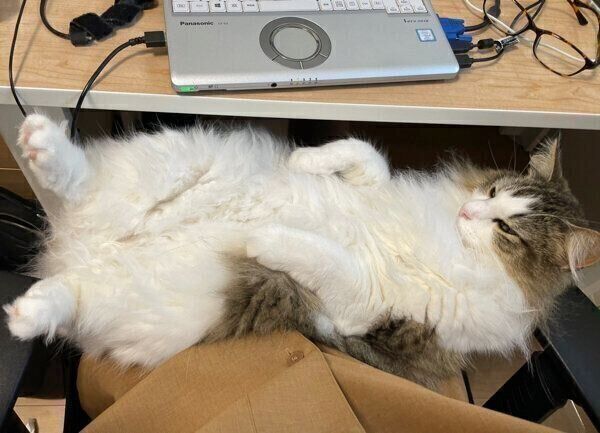 この状態で仕事できる人いますか テレワーク中の飼い主に ネコハラ する猫の心理 獣医師解説 ねこのきもちweb Magazine