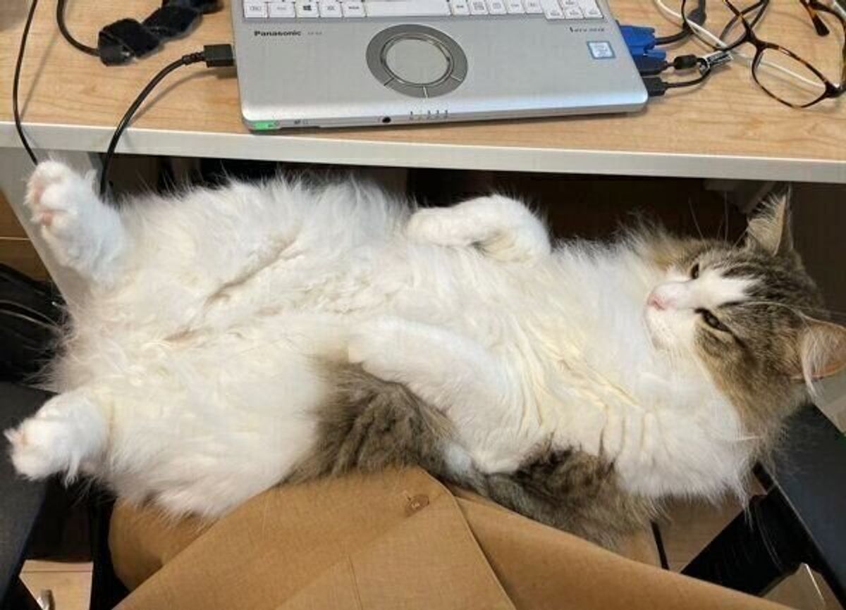 この状態で仕事できる人いますか テレワーク中の飼い主に ネコハラ する猫の心理 獣医師解説 ねこのきもちweb Magazine この状態で仕事できる人いますか テレワーク中の飼い主に ネコハラ する猫の心理 獣医師解説 ねこのきもちweb Magazine