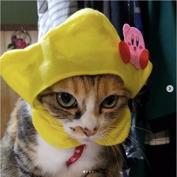 ねこのかぶりもの