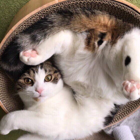 くつろぐスコティッシュフォールド