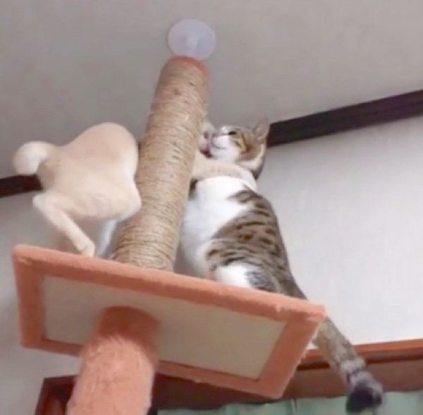 キャットタワーでバトルをする猫