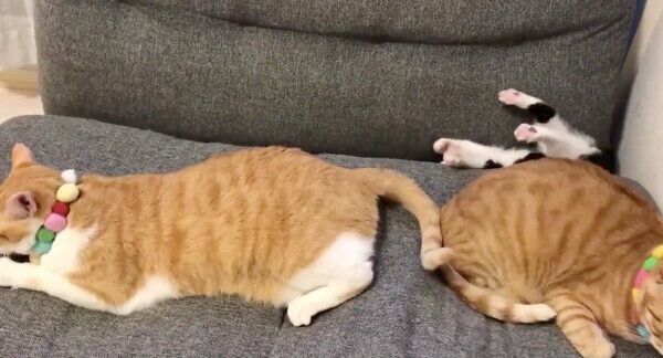 ソファの隙間にジャストフィットするむーくん