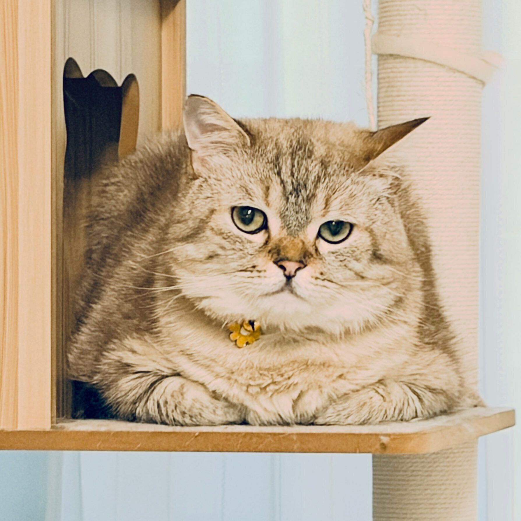 “ジト目”の猫