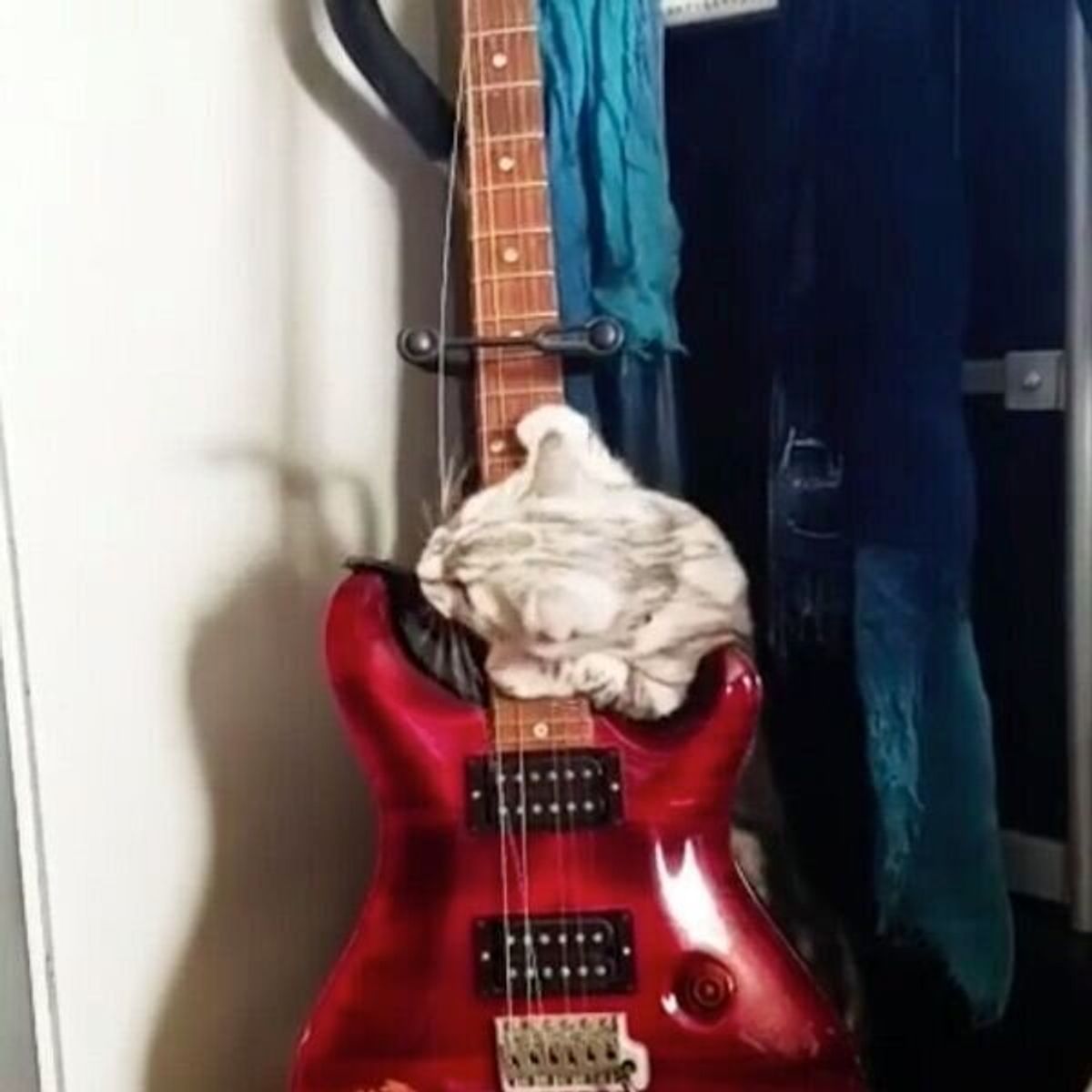 将来は天才ギタリスト ギターで器用に遊ぶ猫 ロックな姿がめちゃ可愛い ねこのきもちweb Magazine 将来は天才ギタリスト ギターで器用に遊ぶ猫 ロックな姿がめちゃ可愛い ねこのきもちweb Magazine