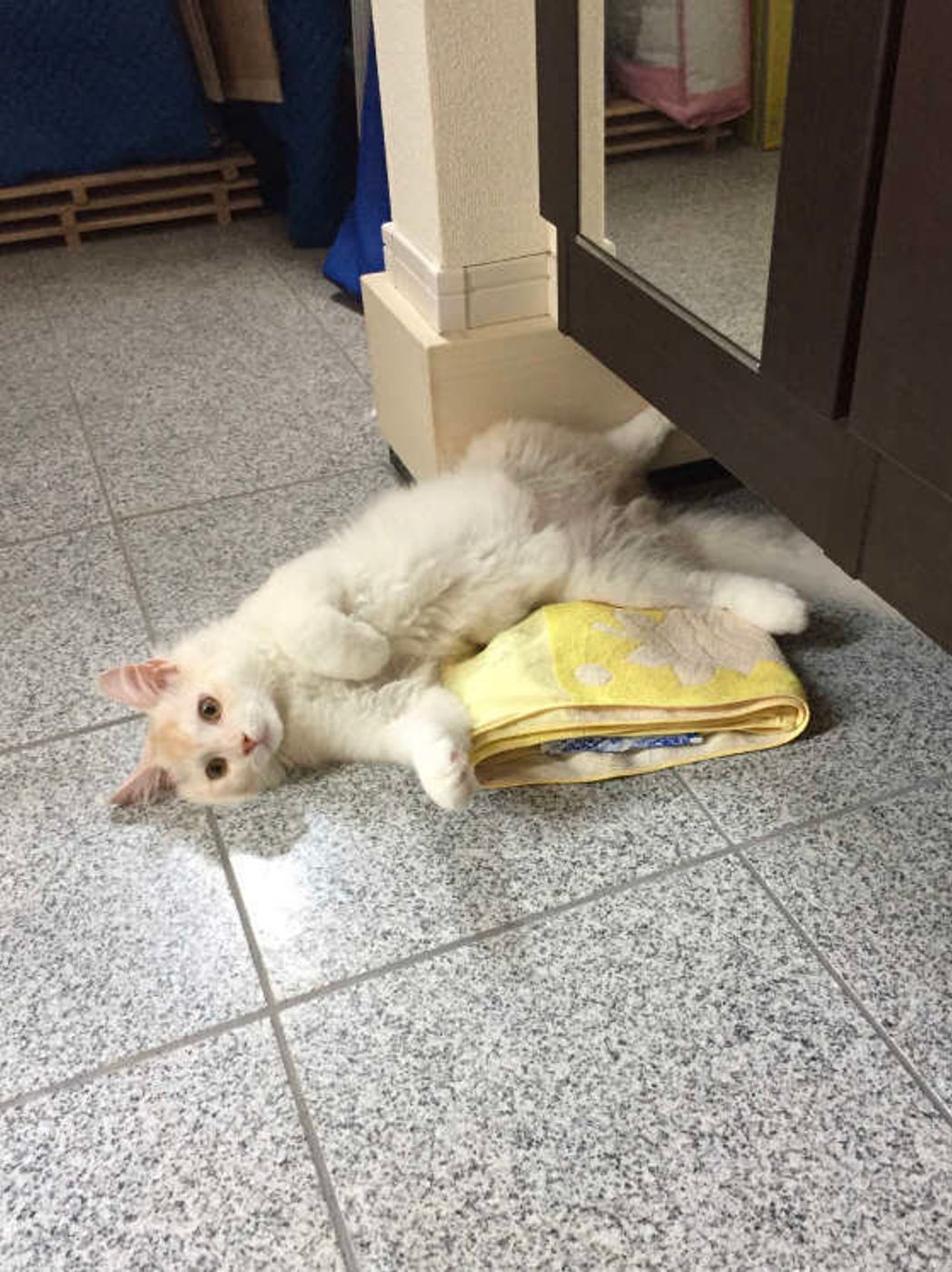 暑い季節は危険がいっぱい 失敗しない愛猫のお留守番対策 ねこのきもちweb Magazine 暑い季節は危険がいっぱい 失敗しない愛猫のお留守番対策 ねこのきもちweb Magazine