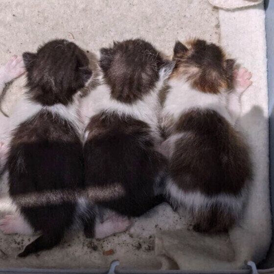 子猫たちのおしり