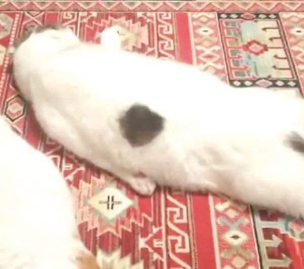 ぐーたらするスコティッシュフォールド