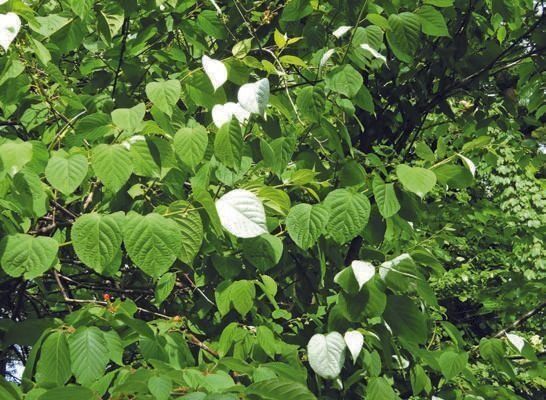 写真提供／宮崎雅雄先生、上野山怜子さん