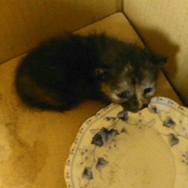 保護直後のサビーちゃん