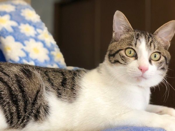 まん丸おめめやリラックス顔を写真に 猫をもっとかわいく撮るコツ ねこのきもちweb Magazine