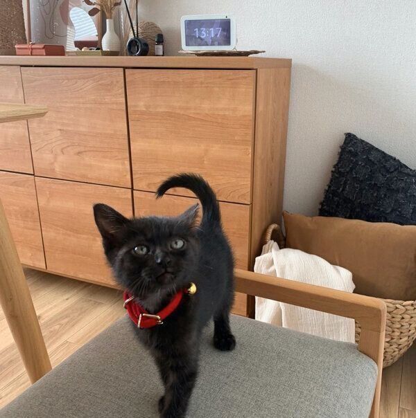 椅子の上に乗るジジくん