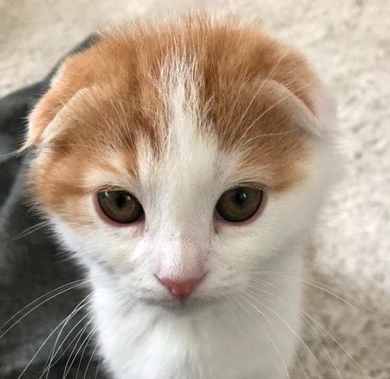 見つめるスコティッシュフォールド