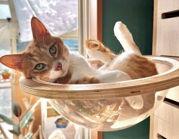 ボウルに入るのが上手なチャボくん