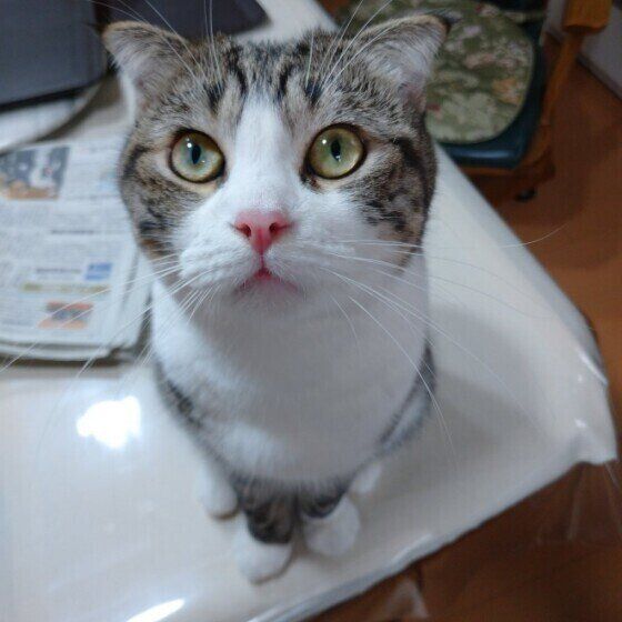 見つめるスコティッシュフォールド