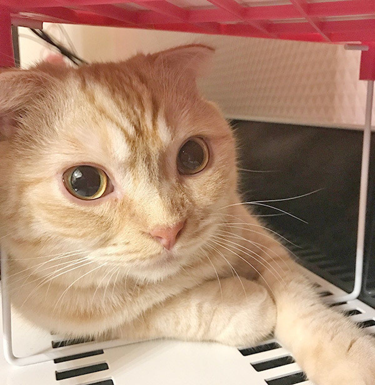 多頭飼いさんのお悩み 同居猫との喧嘩で声が出なくなった愛猫 元に戻る ねこのきもちweb Magazine 多頭飼いさんのお悩み 同居猫との喧嘩で声が出なくなった愛猫 元に戻る ねこのきもちweb Magazine