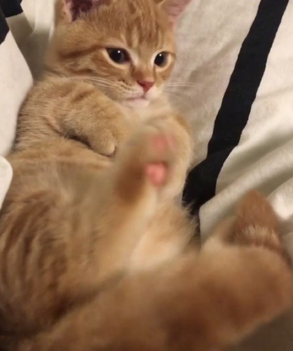 自分のしっぽが気になる猫