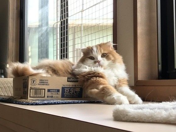 見つめるスコティッシュフォールド・ロングヘア