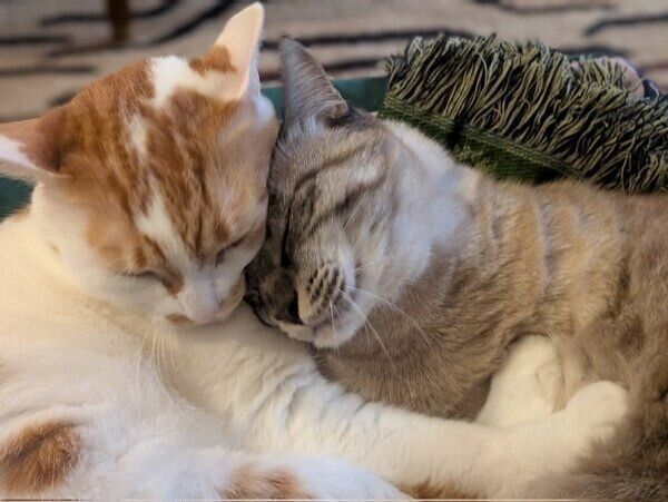 仲良く密着するガルボくんとプッカちゃん。