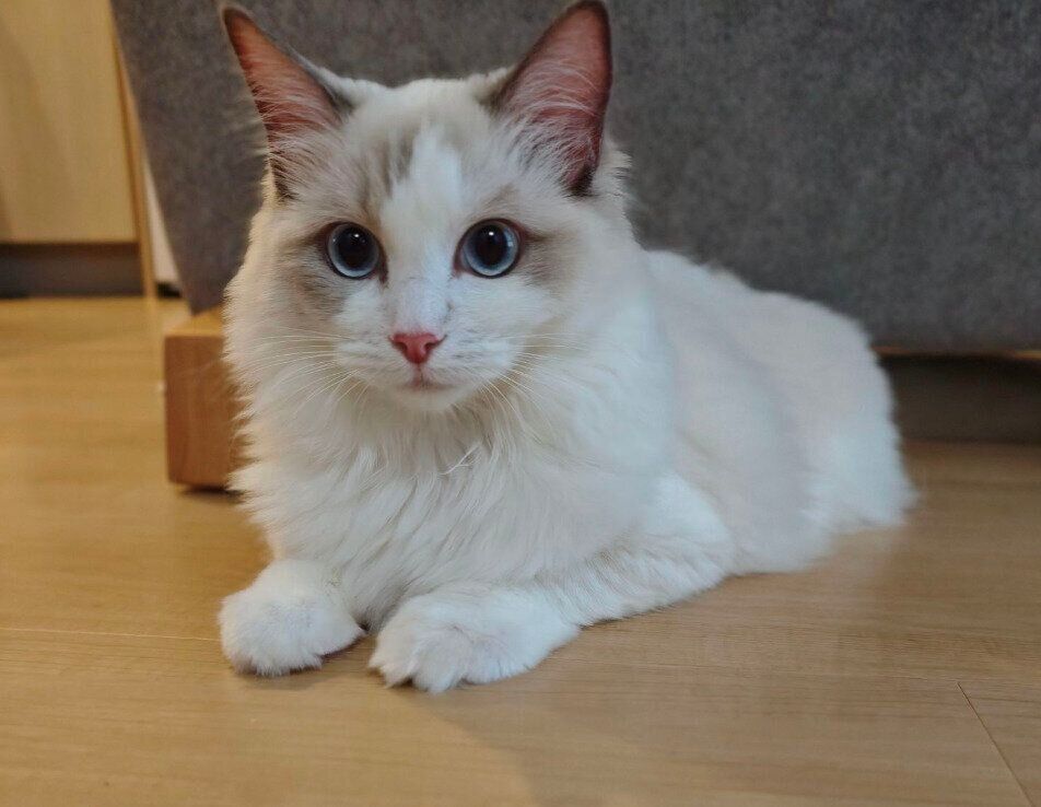 目がまんまるのルーシーちゃん