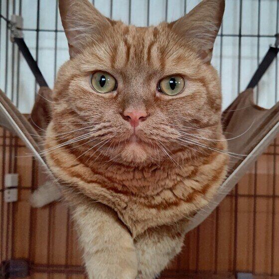 ハンモックに乗って正面をじっと見ている茶色いアメリカンショートヘア