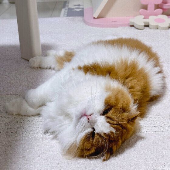 スコティッシュフォールドのさくらちゃん