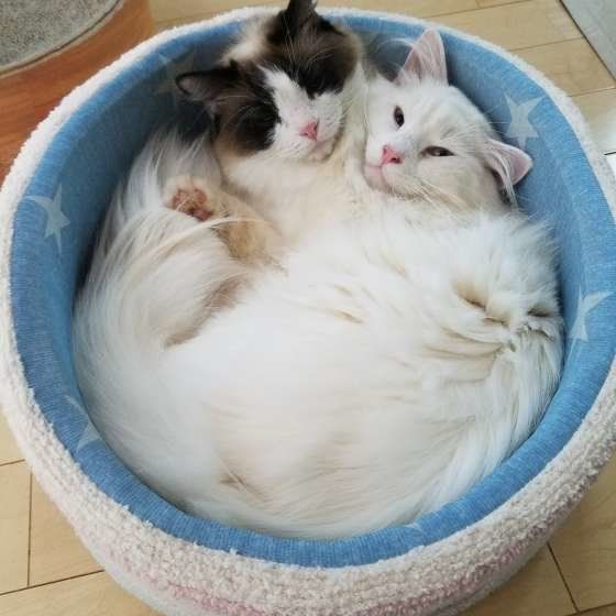 狭い場所で密着する猫