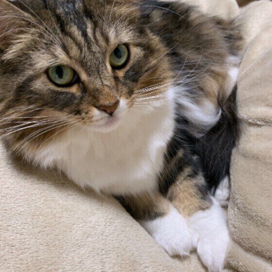 見上げるノルウェージアンフォレストキャット