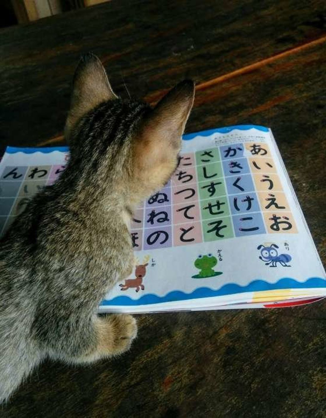 幸運をもたらすカギしっぽ猫たち しっぽの正体と意外な事実 ねこのきもちweb Magazine 幸運をもたらすカギしっぽ猫たち しっぽの正体と意外な事実 ねこのきもちweb Magazine
