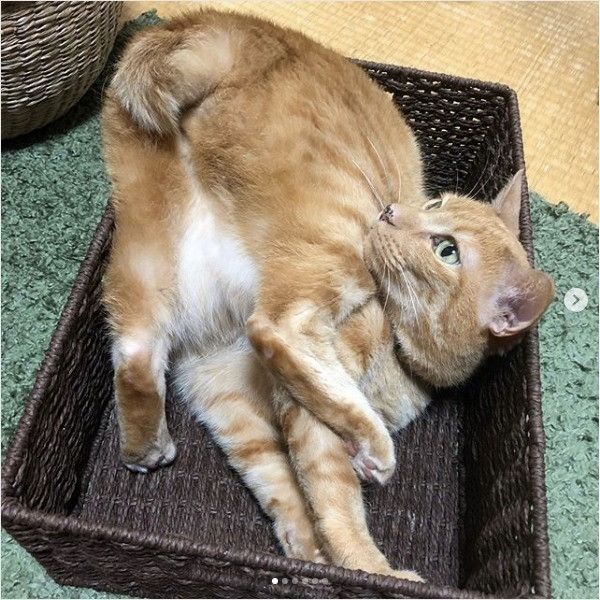 体勢が苦しそうなニャンコ