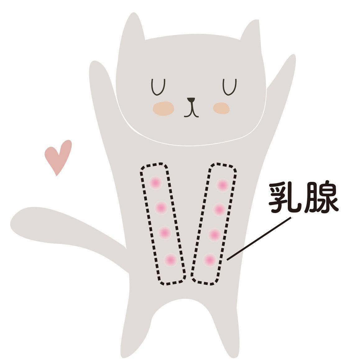 猫の「乳がん」はどんな病気？発生年齢・ステージu2026家族が知っておく 