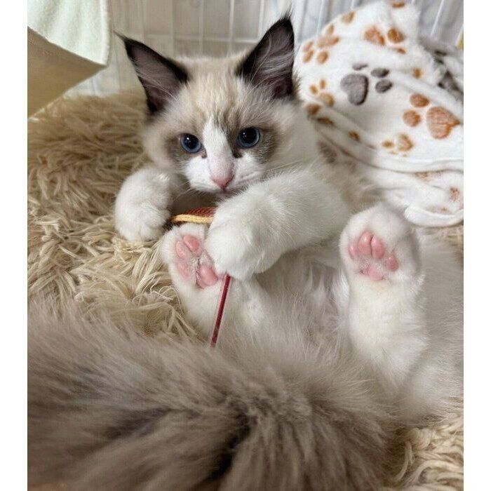 生後3カ月ごろのルルくん