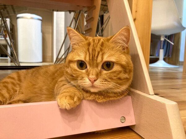 くつろぐぷてぃこちゃん